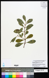 Image of Syzygium macranthum