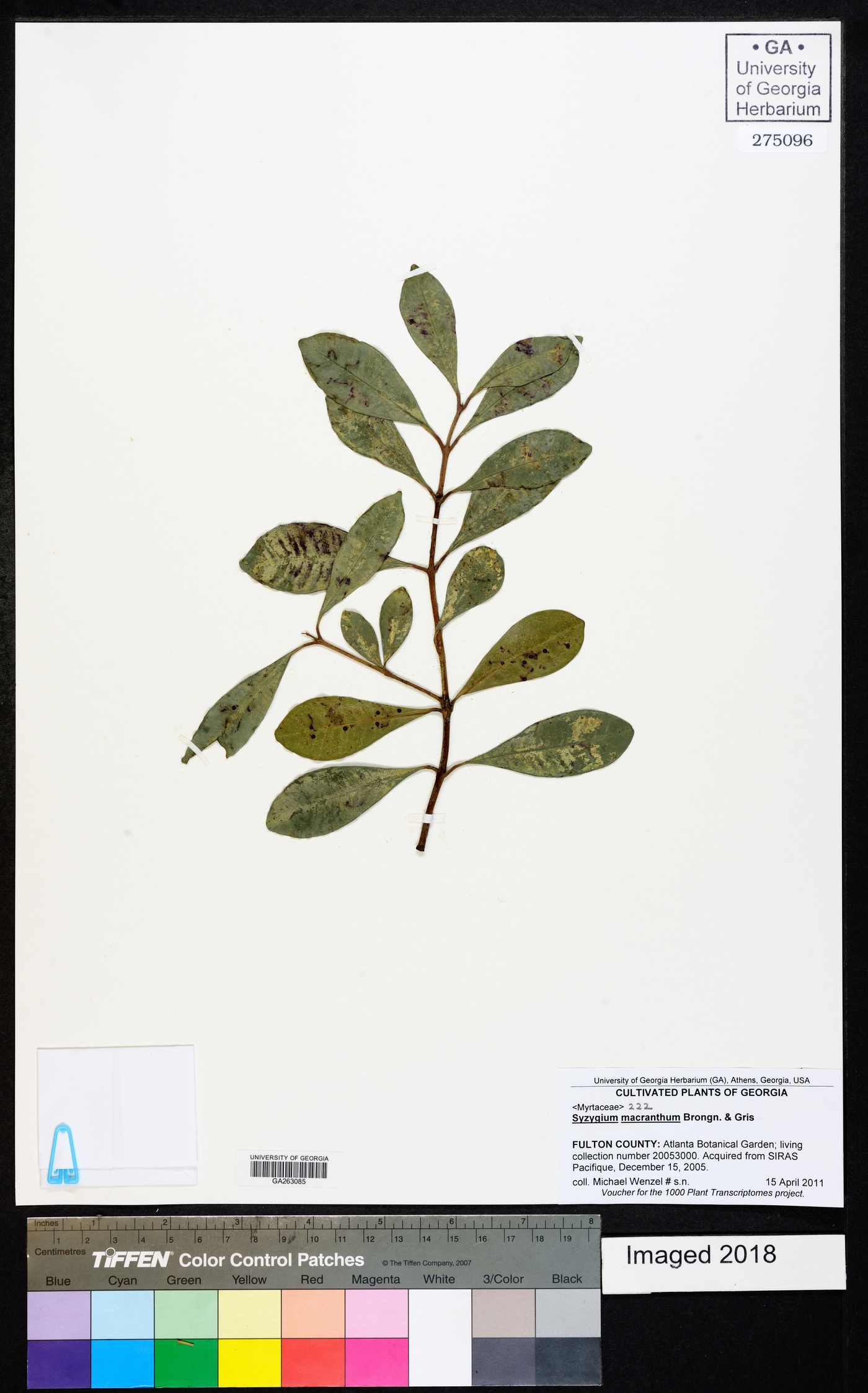 Syzygium macranthum image