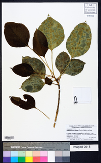 Dendropanax trifidus image