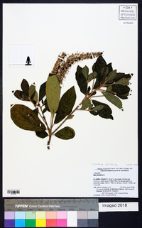 Clethra alnifolia image