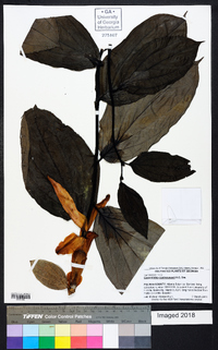 Cavendishia cuatrecasasii image