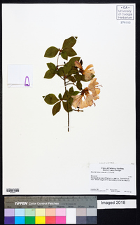 Rhododendron obtusum image