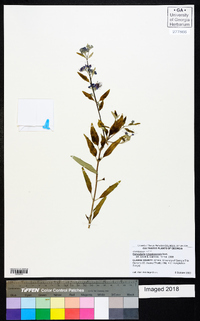 Caryopteris clandonensis image
