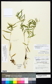 Dichanthelium dichotomum var. dichotomum image