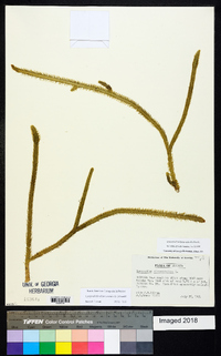 Lycopodiella alopecuroides image