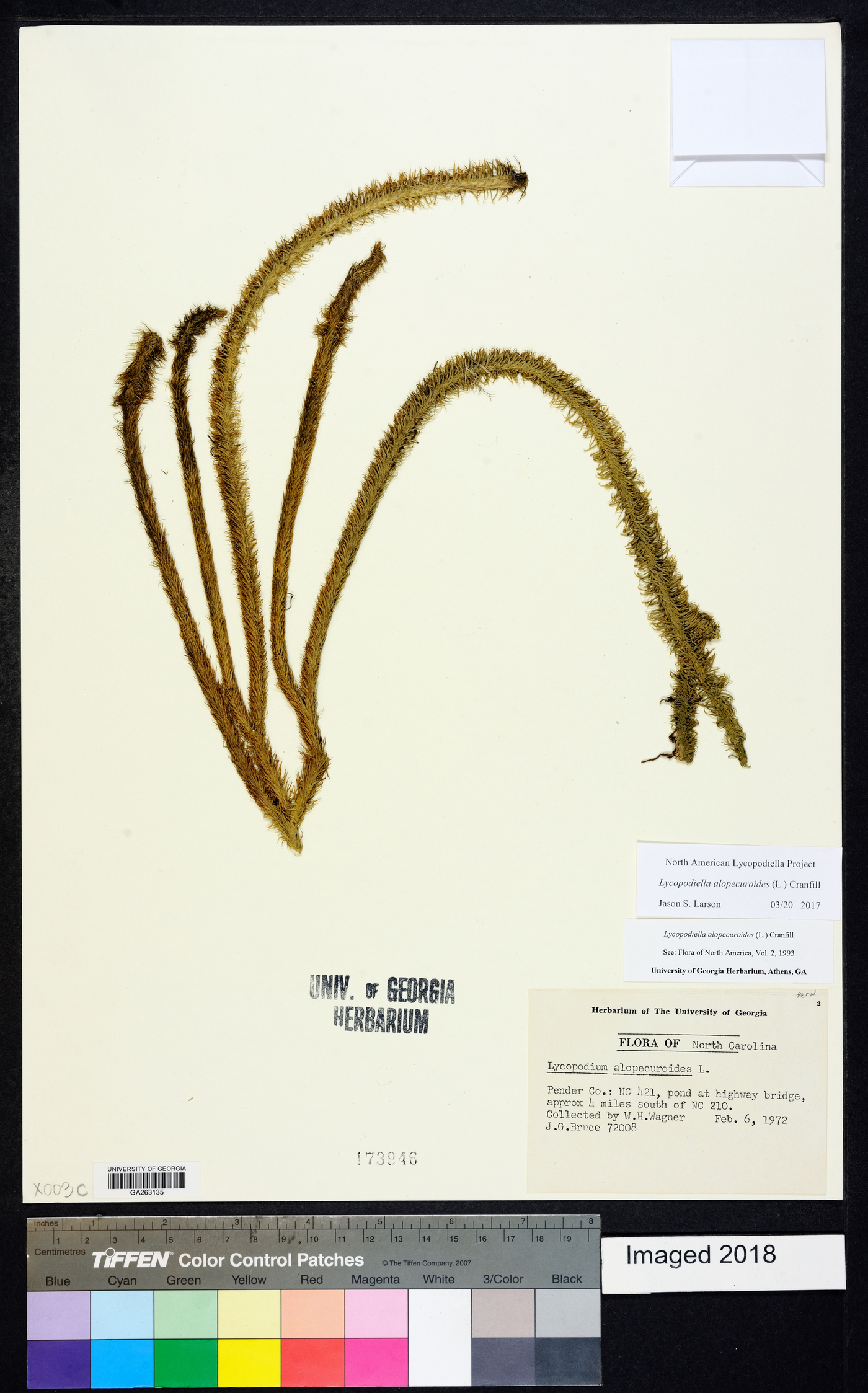 Lycopodiella alopecuroides image