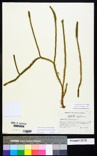 Lycopodiella alopecuroides image