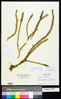 Lycopodiella alopecuroides image