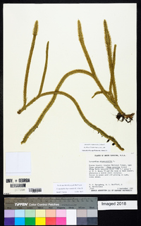 Lycopodiella alopecuroides image