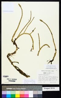 Lycopodiella alopecuroides image