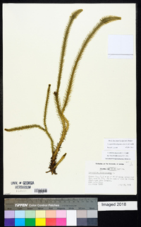 Lycopodiella alopecuroides image