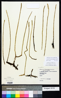 Lycopodiella appressa image