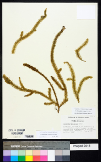 Lycopodiella prostrata image