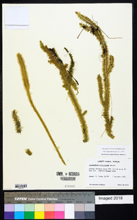 Lycopodiella prostrata image