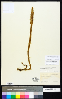 Lycopodiella prostrata image