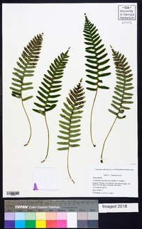 Polypodium appalachianum image