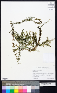 Hydrilla verticillata image