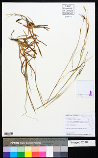 Heteropogon contortus image