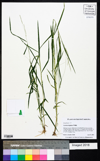 Leersia virginica image