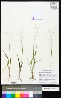 Panicum flexile image