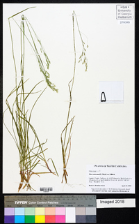 Poa autumnalis image