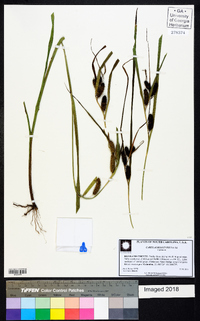 Carex aureolensis image