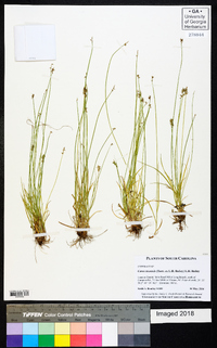 Carex texensis image