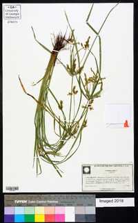 Cyperus iria image