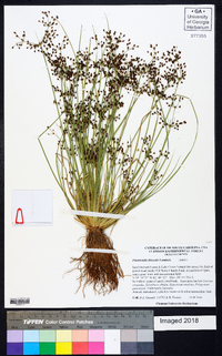 Fimbristylis miliacea image