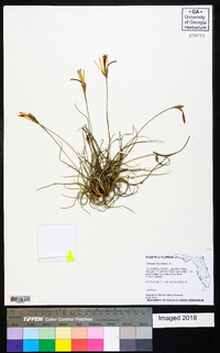 Tillandsia recurvata image