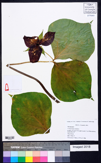 Trillium vaseyi image