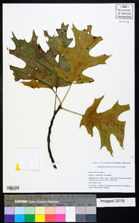 Quercus coccinea image