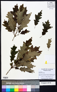 Quercus lyrata image