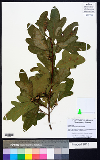 Quercus margaretta image