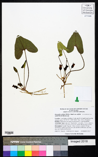 Hexastylis arifolia image