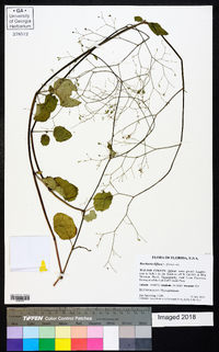 Boerhavia diffusa image