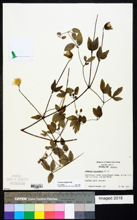 Clematis reticulata image