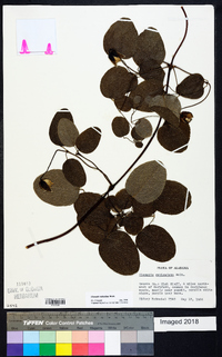 Clematis reticulata image