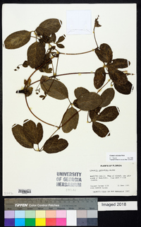 Clematis reticulata image