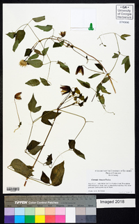 Clematis vinacea image