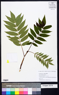 Sorbus americana image