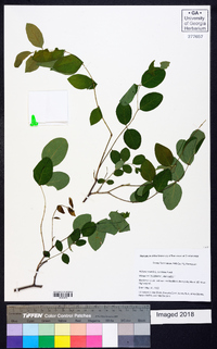 Robinia hispida image