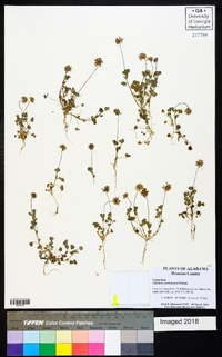 Trifolium carolinianum image