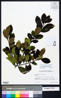 Ilex coriacea image