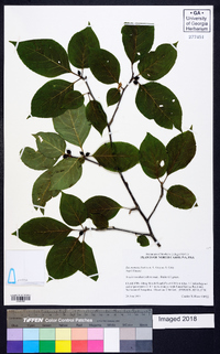 Ilex montana image