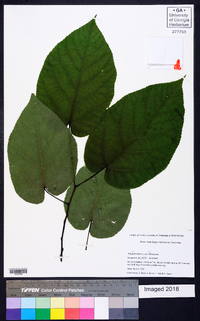 Tilia americana var. americana image