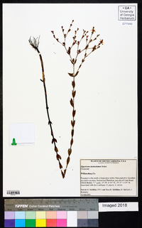 Hypericum denticulatum image