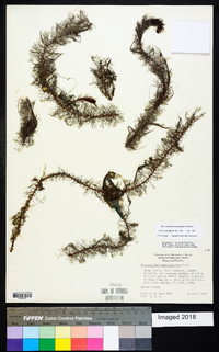 Myriophyllum heterophyllum image