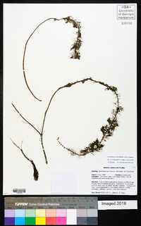 Myriophyllum laxum image