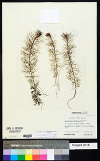 Myriophyllum pinnatum image